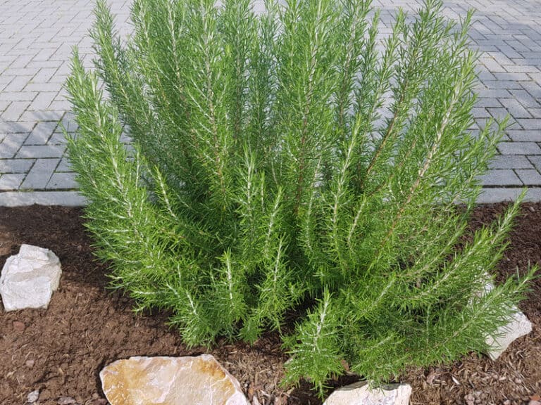 Best Growing Conditions for Rosemary: Easy Overview – Gardening Break