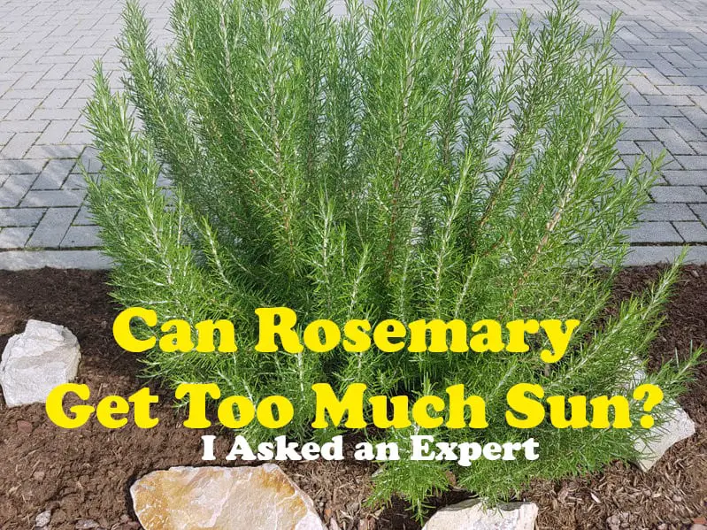 How Much Rosemary is Too Much 
