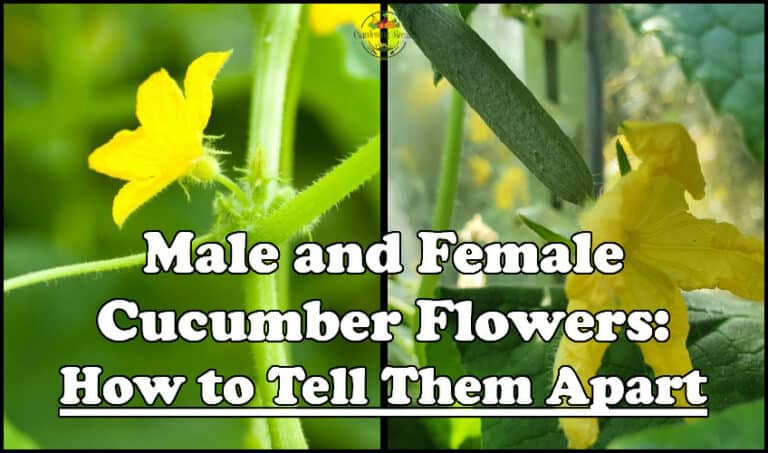 How To Tell Male And Female Cucumbers Apart 848 768x453 