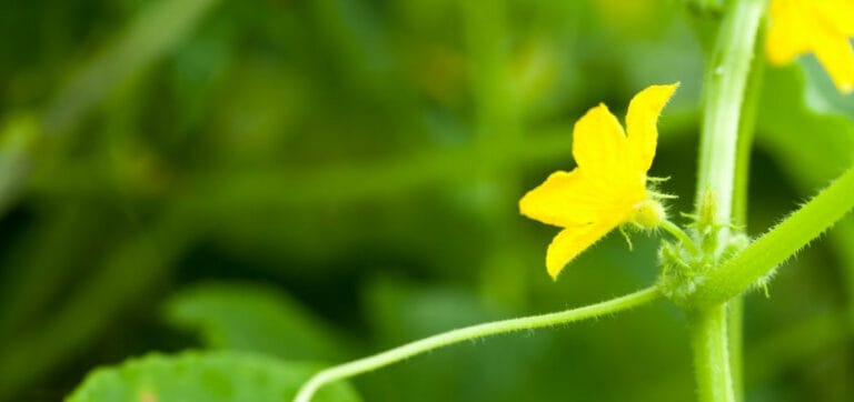 Male And Female Cucumber Flowers How To Tell Them Apart Gardening Break 4192