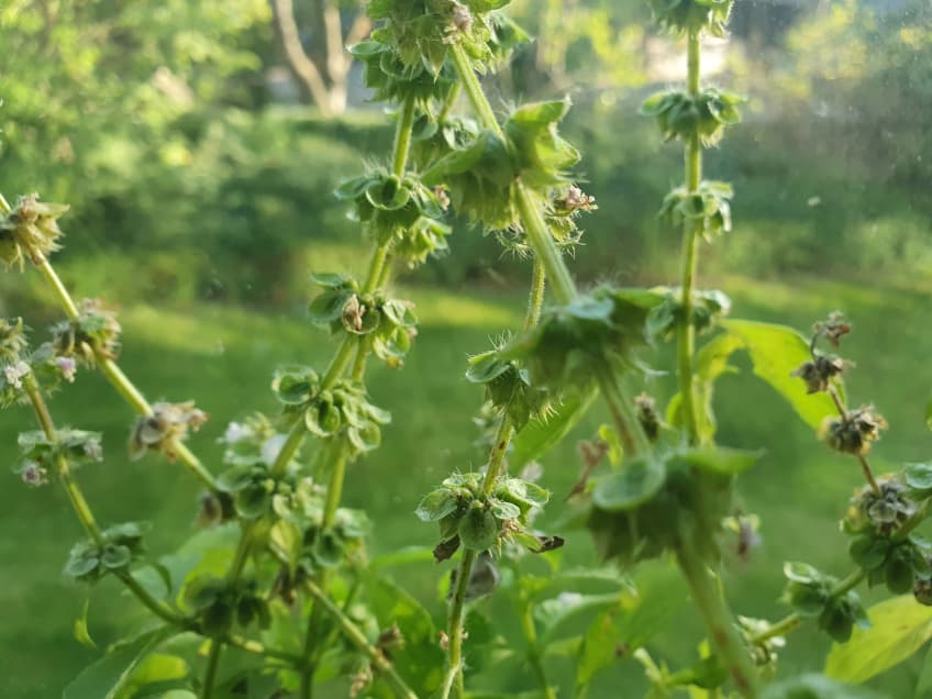 Does Basil Reseed Itself and Grow Back I Asked an Expert