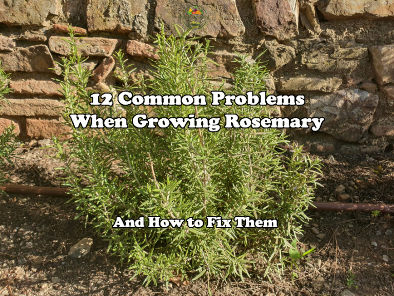 12 Common Problems When Growing Rosemary (And What to Do) Gardening Break